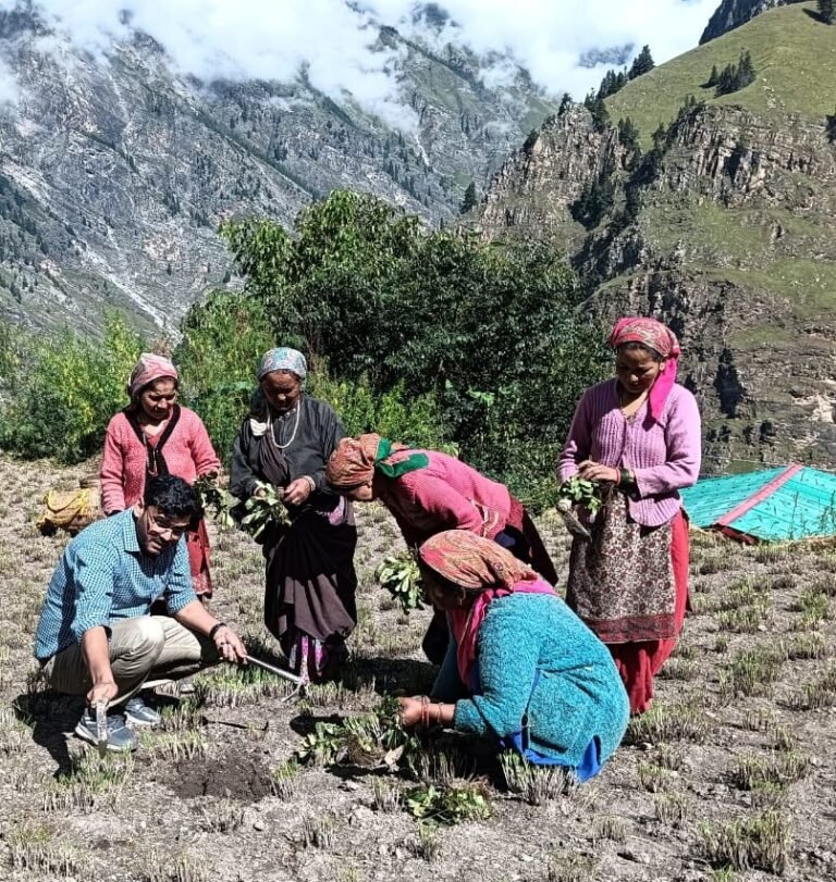 हैप्रेक ने सुदूरवर्ती जोशीमठ ब्लाक के फागती और तोलमा में वितरित किये औषधीय पौधे