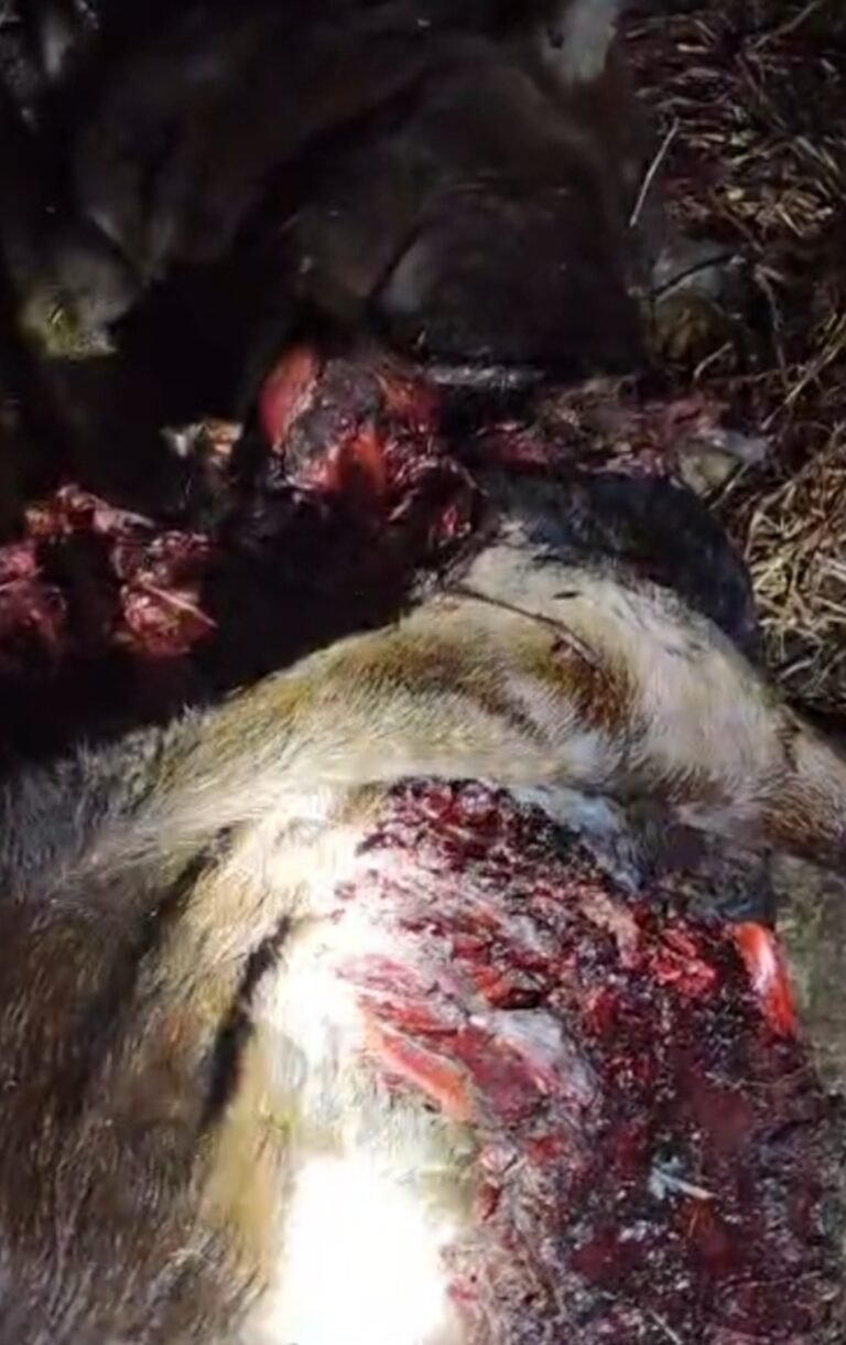 चमोली : तेजी से बढ़ रहा भालूओं का आतंक, स्यंण गांव में फिर एक गाय को बनाया शिकार -जनता की खबर